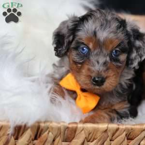 Rover, Cavapoo Puppy